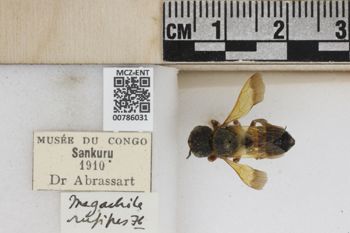 Media type: image;   Entomology 786031 Aspect: Labels